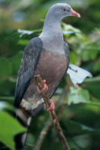 Grey-necked fruit pigeon (Ducula carola) perched on branch, Philippines. Captive.