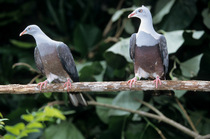 Two Grey-necked fruit pigeons (Ducula carola) perched on branch, Philippines. Captive.