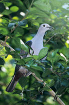 White-eyed imperial pigeon (Ducula perspicillata) perched in tree, calling, Moluccas, Indonesia. Captive.