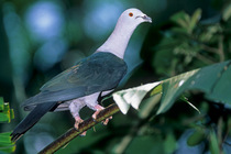 Blue-tailed imperial pigeon (Ducula concinna) perched in tree, New Guinea. Captive.