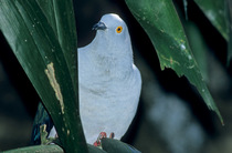 Blue-tailed imperial pigeon (Ducula concinna) perched in tree, New Guinea. Captive.