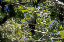 Makatea pigeon (Ducula aurorae aurorae) perched in tree, Makatea, Tuamotus, French Polynesia. Endangered.