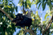 Marquesan imperial pigeon (Ducula galeata) perched on branch, Ua Huka, Marquesas Islands. Endangered.