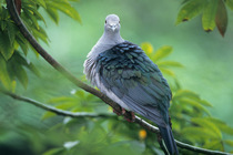 Island imperial pigeon (Ducula pistrinaria) perched on branch, New Guinea. Captive.