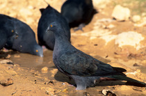 Four Christmas Island imperial pigeons (Ducula whartoni) drinking from puddle, Christmas Island, Australia.