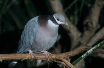 Collared Imperial pigeon (Ducula mullerii) perched on branch, New Guinea. Captive.