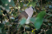 Banded imperial pigeon (Ducula zoeae) perched in tree, New Guinea. Captive.