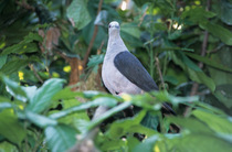 Dark-backed Imperial pigeon (Ducula lacernulata) perched on branch, Java, Indonesia. Captive.