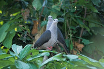 Two Dark-backed Imperial pigeons (Ducula lacernulata) perched on branch, Java, Indonesia. Captive.