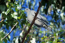 Australian pied imperial pigeon (Ducula spilorrhoa) perched in tree, Australia