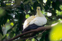 Yellowish imperial pigeon (Ducula subflavescens) perched in tree, Bismarck Archipelago. Captive.
