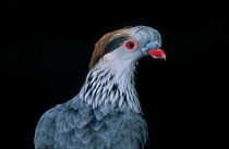 Top-knot pigeon (Lopholaimus antarcticus) head portrait, Adelaide, South Australia. Captive.