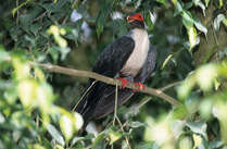 Bare-eyed mountain pigeon (Gymnophaps albertisii) perched in tree, calling, New Guinea