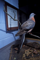 Passenger pigeon (Ectopistes migratorius) museum specimen, Tucson, Arizona, USA. Extinct.