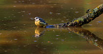 Blue tit (Cyanistes caeruleus) bathing in a river before hopping onto a nearby branch and then leaving the frame, Sierra de Grazalema Natural Park, Spain. July.