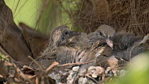Close up of Collared dove (Streptopelia decaocto) youngsters preening at nest in Palm tree (Arecaceae sp.) Bedfordshire UK, June