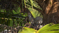 Collared dove (Streptopelia decaocto) fledglings exercising wings in nest in Palm tree (Arecaceae sp.), Bedfordshire UK, June.