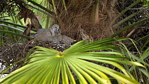 Collared dove (Streptopelia decaocto) feeding chicks in nest in Palm tree (Arecaceae sp.), Bedfordshire, UK, June.