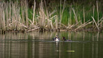 Great crested grebe (Podiceps cristatus) pair attempt to feed fish to chick resting on one parent's back, Bedfordshire UK, April.