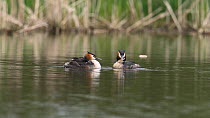 Great crested grebe (Podiceps cristatus) pair attempt to feed feather to chick resting on one parent's back as the other preens, Bedfordshire UK, April.