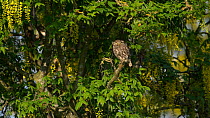 Little owl (Athene noctua) perched in Laburnum tree (Laburnum anagyroides) and looking around as breeze blows, Bedfordshire, England, UK, June.