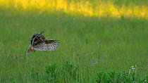 Little owl (Athene noctua) enters frame and swoops into meadow grass, disappearing from view, Bedfordshire, UK, June.