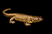 Gray tiger salamander (Ambystoma mavortium diaboli) portrait, from the wild, Verve Biotech, Nebraska, USA.