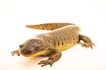 Gray tiger salamander (Ambystoma mavortium diaboli) portrait, from the wild, Verve Biotech, Nebraska, USA.