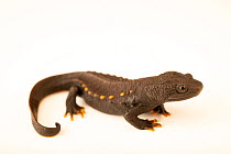 Vietnamese warty newt (Tylototriton vietnamensis) portrait, private collection, Germany. Captive, occurs in Vietnam.