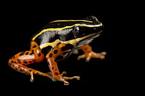 Rio Madeira poison frog (Adelphobates quinquevittatus) 'orange morph', portrait, private collection. Captive, occurs in Amazon basin.