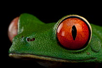 Red-eyed tree frog (Agalychnis callidryas) head portrait, Miller Park Zoo. Captive, occurs in Central and South America.