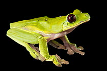 Gliding tree frog (Agalychnis spurrelli) portrait, Saint Louis Zoo. Captive, occurs in Central and South America.