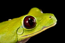 Gliding tree frog (Agalychnis spurrelli) head portrait, Saint Louis Zoo. Captive, occurs in Central and South America.
