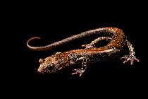 Pigeon mountain salamander (Plethodon petraeus) portrait, Amphibian Foundation, Georgia, USA. Captive.