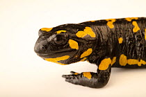 Werner's fire salamander (Salamandra salamandra werneri) portrait, private collection, Germany. Captive.