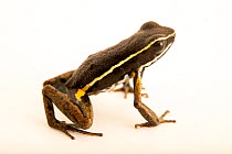Hahnel's frog (Ameerega hahneli) portrait, from the wild, Centro de Rescate Amazonico, Peru.