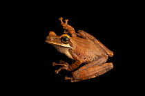 Funny slender-legged treefrog (Osteocephalus deridens) portrait, from the wild, Centro de Rescate Amazonico, Peru.