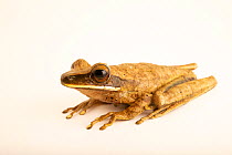 Peruvian gladiator frog (Boana lanciformis) portrait, from the wild, Centro de Rescate Amazonico, Peru.
