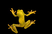 Fleischmann's glass frog (Hyalinobatrachium fleischmanni) portrait, Toucan Rescue Ranch, Costa Rica. Captive.