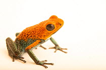 Granular poison dart frog (Oophaga granulifera) 'red and green' morph, portrait, Natura Eco Park, Costa Rica. Captive.
