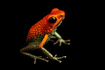 Granular poison dart frog (Oophaga granulifera) 'red and green' morph, portrait, Natura Eco Park, Costa Rica. Captive.