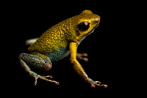 Granular poison dart frog (Oophaga granulifera) 'green and blue' morph, portrait, Natura Eco Park, Costa Rica. Captive.