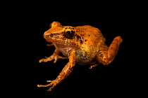 Fitzinger's robber frog (Craugastor fitzingeri) portrait, Natura Eco Park, Costa Rica. Captive.