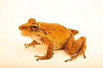 Fitzinger's robber frog (Craugastor fitzingeri) portrait, Natura Eco Park, Costa Rica. Captive.