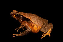 Truando toad (Rhaebo haematiticus) portrait, Natura Eco Park, Costa Rica. Captive.