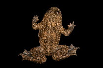 Greek yellow-bellied toad (Bombina variegata scabra) male, portrait, private collection, Germany. Captive, occurs in southern Balkans.