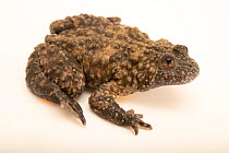 Greek yellow-bellied toad (Bombina variegata scabra) male, portrait, private collection, Germany. Captive, occurs in southern Balkans.