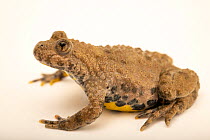 Western yellow-bellied toad (Bombina variegata variegata) portrait, private collection, Germany. Captive.