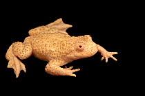 Western yellow-bellied toad (Bombina variegata variegata) albino, portrait, private collection, Germany. Captive.