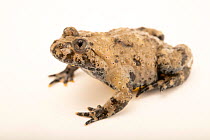 Apennine yellow-bellied toad (Bombina pachypus) portrait, private collection, Germany. Captive, occurs in Italy. Endangered.